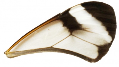 GRETA OTO FRONT WING